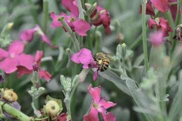bees and flowers