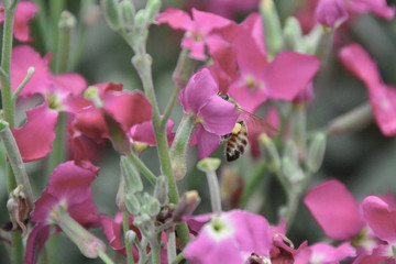 bees and flowers