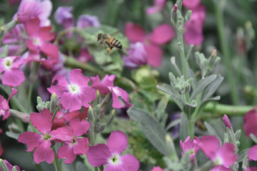 bees and flowers