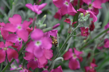 bees and flowers
