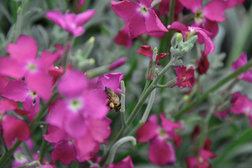 bees and flowers