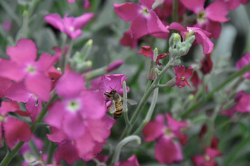 bees and flowers
