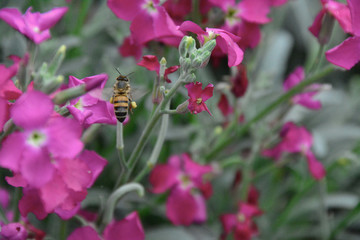 bees and flowers