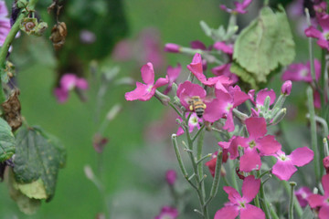 Naklejka na ściany i meble bees and flowers