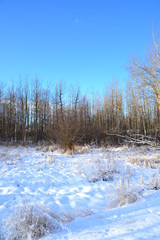 Winter Landscape with Trees
