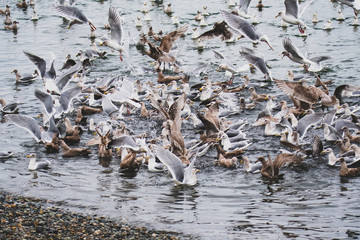 Seagulls feasting on anchovies. White Rock    BC Canada    November 28th 2019