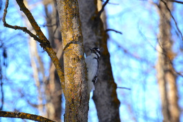 Hairy Woodpecker in the Shade