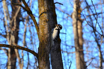 Hairy Woodpecker