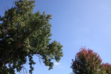 Tree and blue sky