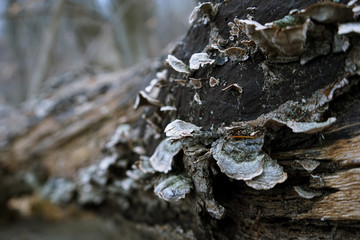 fungus on tree