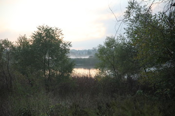 Fog in the forest