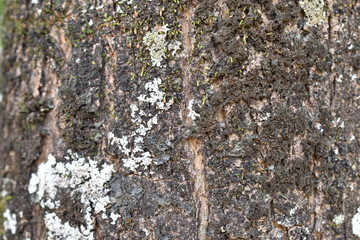 bark of a tree