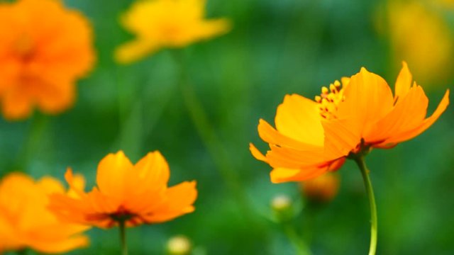 a beautiful cosmos in the morning