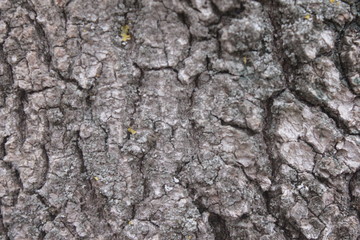 beautiful and very old bark of the tree. Survived many winters and years leaving a mark on the bark...