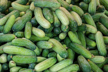fresh cucumbers for sale at farmers market