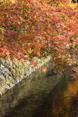 哲学の道の紅葉（京都）Colored leaves of Tetsugakuno michi in Kyoto