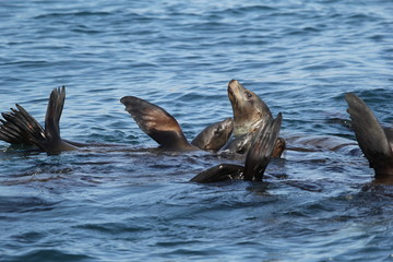 Sea lions swimming and cleaning