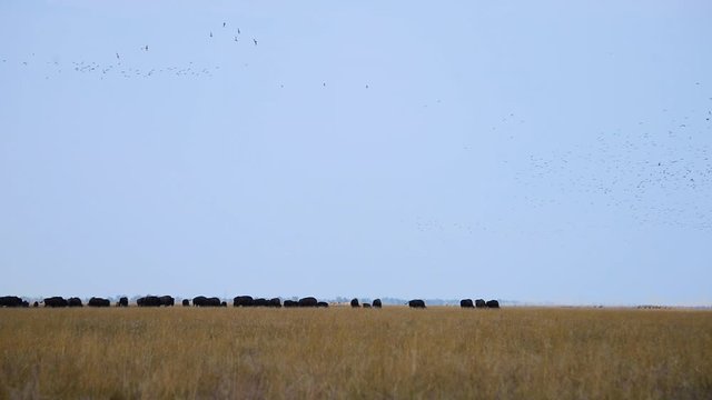Herd of Bisons, Askania-Nova, Ukraine 
