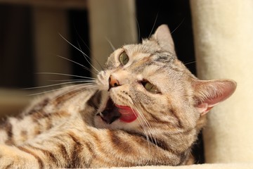 癒し猫アメリカンショートヘアー