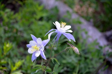 Beautiful Colorado columbine flower.