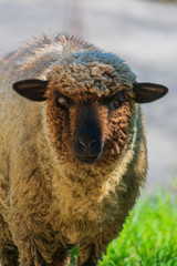 borrego con ojos claros