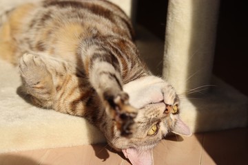 手を前に出す猫アメリカンショートヘアー