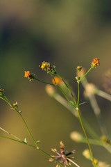 Pequeñas flores amarillas con fondo desenfocado