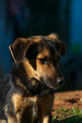 Perro cachorro con mirada triste