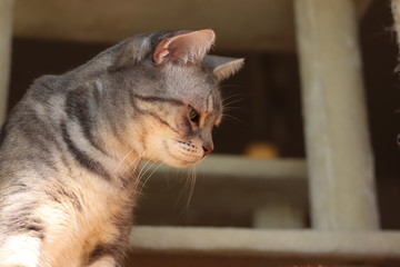 日陰で下を見つめる猫アメリカンショートヘアー