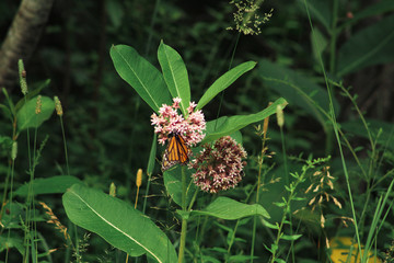 butterfly on flower in nature