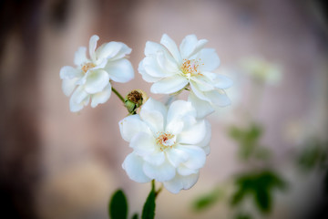 Blooming white roses