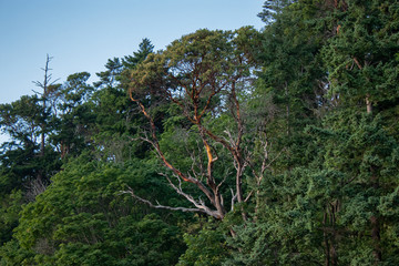 Fototapeta premium top of forest tree line with maples and moss in washington