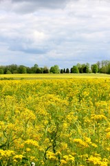 Field of Weeds