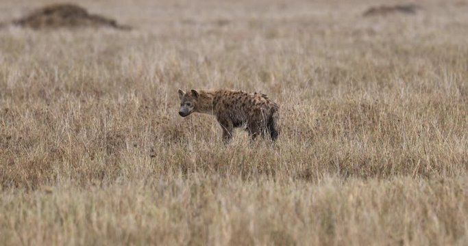 Serengeti_Spotted Hyena looks up from ground and towards camera