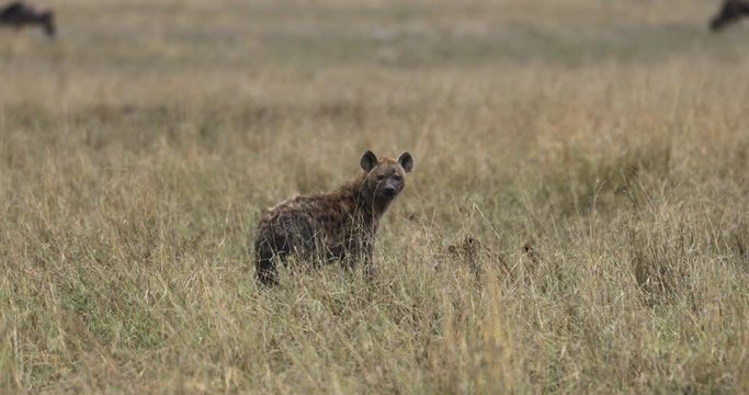 Serengeti_Spotted Hyena looks up from food towards camera.