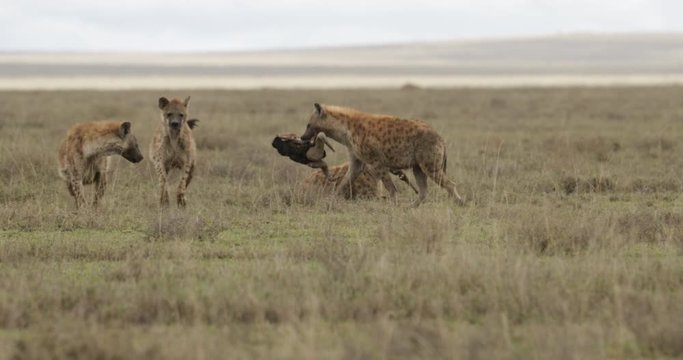 Hyena carrying Wildebeest skull through open grassland.
