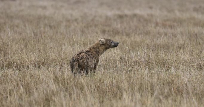 Serengeti_Spotted Hyena smells air and walks off.