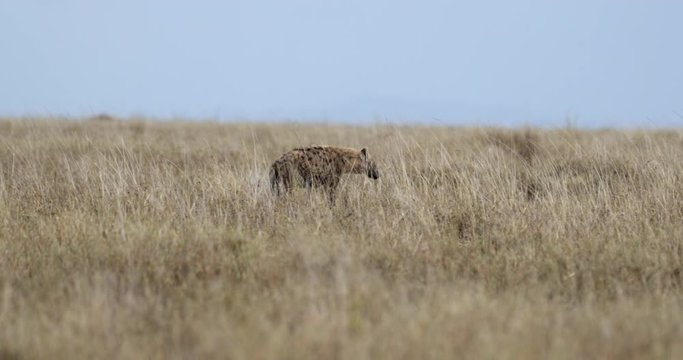 Serengeti_Hyena walking through talll grass at top of hill.