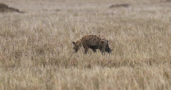 Serengeti_Spotted Hyena exposes teeth and walks off.