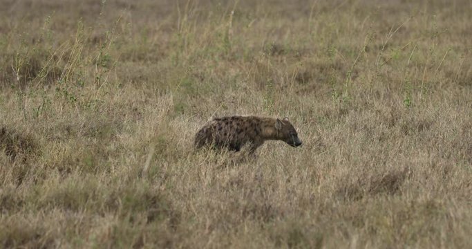 Serengeti_Hyena walking through tall dry grass
