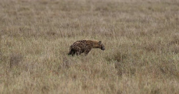 Serengeti_Hyena slowly walking through dry grass.
