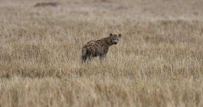 Serengeti_Spotted Hyena in tall grass looks towards camera.