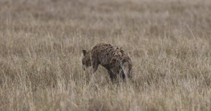 Serengeti_Spotted Hyena slowly walking through tall grass.