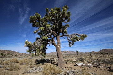 Fototapeta na wymiar Joshua trees in Joshua Tree National park with blue sky and desert rocks