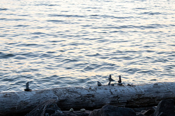 bright blue water of puget sound along shoreline of washington