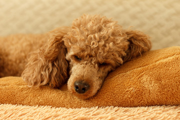 Crispy small apricot poodle sleeps on a brown pillow on the bed.