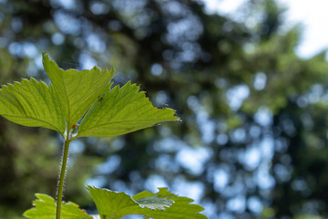 small spider and spider webs along a green growing strawberry plant
