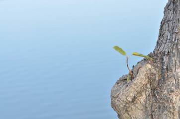 wonderful nature background space .Dry tree in water