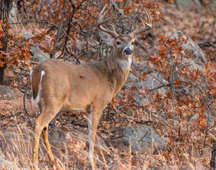 White-tailed Deer in Fall foilage