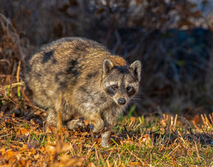 Racoon in the woods